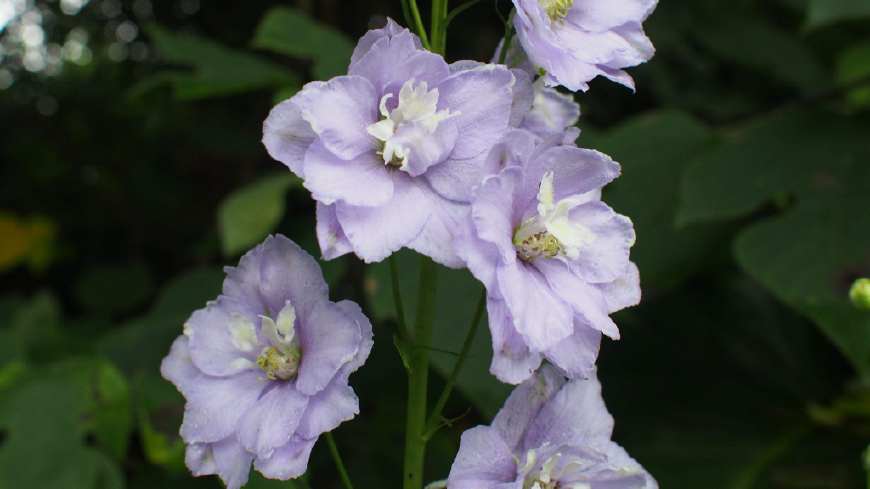 飞燕草花形别致,色彩淡雅,全草可入药治牙痛,茎叶浸汁可杀虫