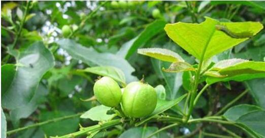 巴豆是什么（从四方面全面了解巴豆这个植物）