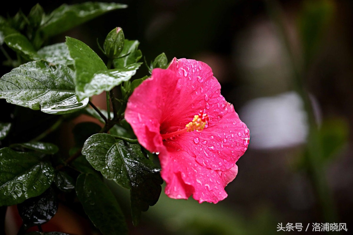 朱槿花开——每叹芳菲四时厌，不知开落有春风