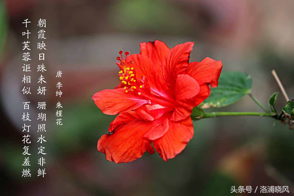 朱槿花开——每叹芳菲四时厌，不知开落有春风