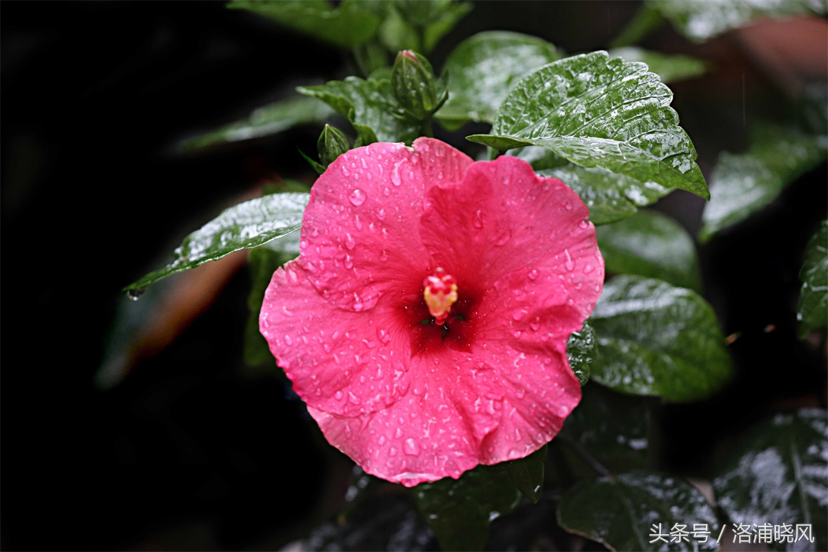 朱槿花开——每叹芳菲四时厌，不知开落有春风