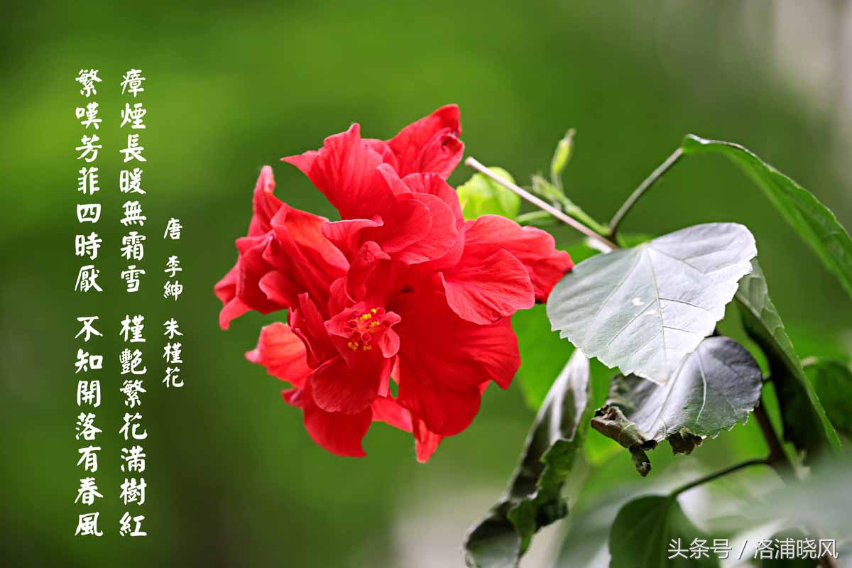 朱槿花开——每叹芳菲四时厌，不知开落有春风