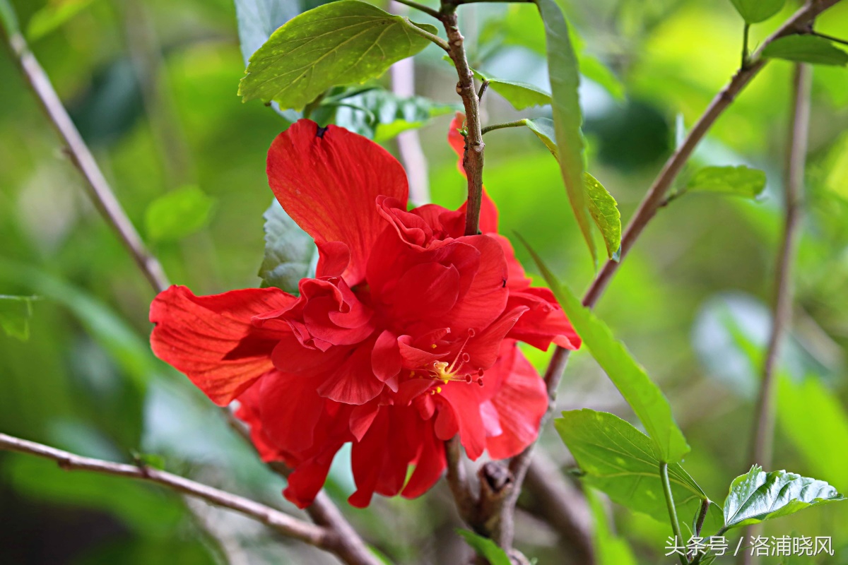 朱槿花开——每叹芳菲四时厌，不知开落有春风