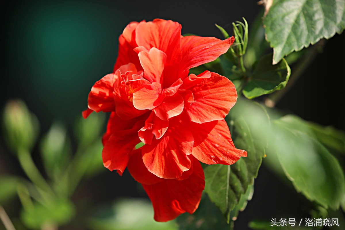 朱槿花开——每叹芳菲四时厌，不知开落有春风