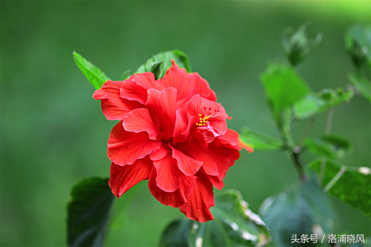 朱槿花开——每叹芳菲四时厌，不知开落有春风