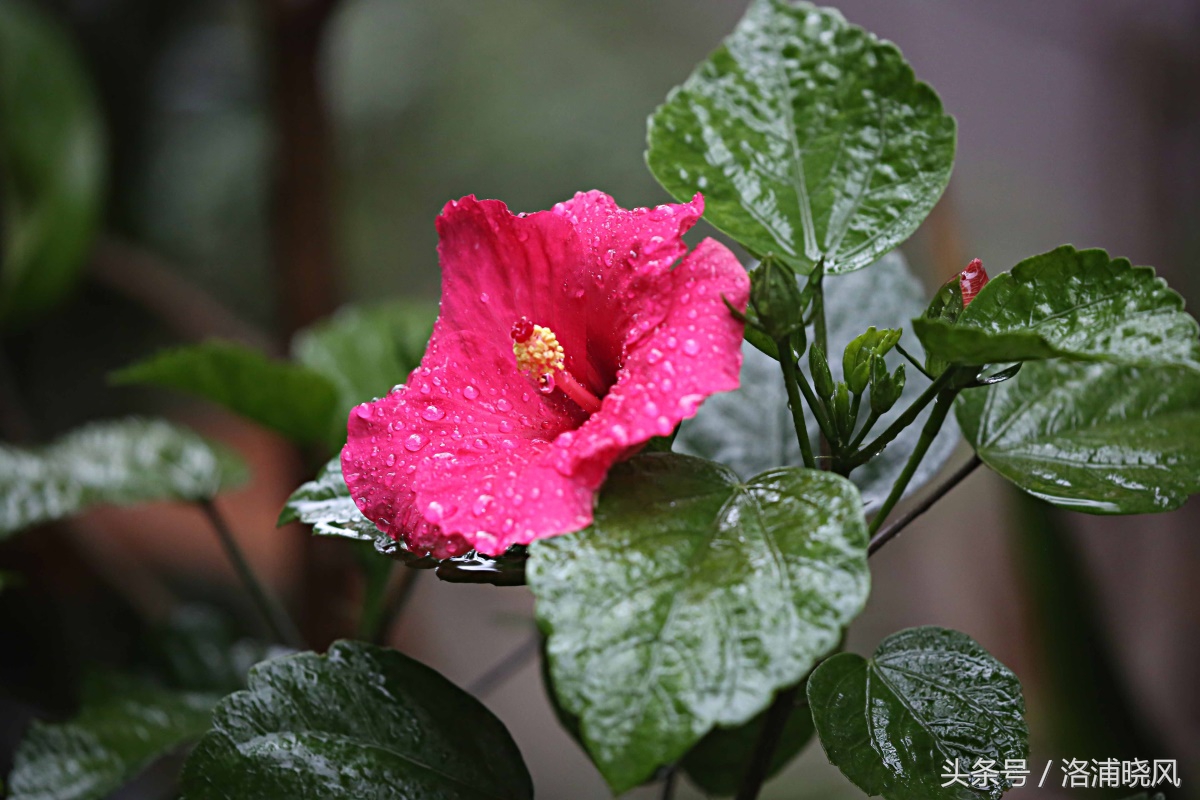 朱槿花开——每叹芳菲四时厌，不知开落有春风