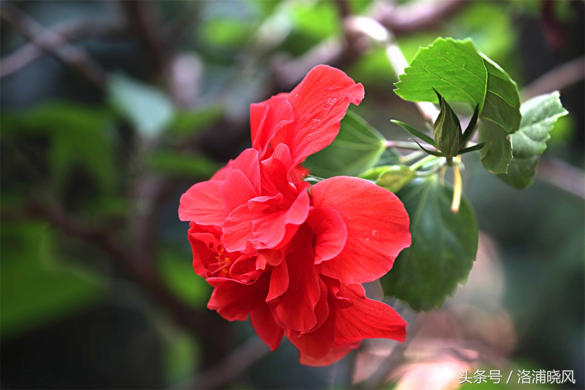 朱槿花开——每叹芳菲四时厌，不知开落有春风