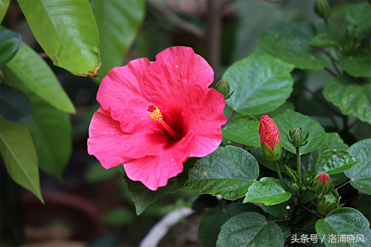 朱槿花开——每叹芳菲四时厌，不知开落有春风