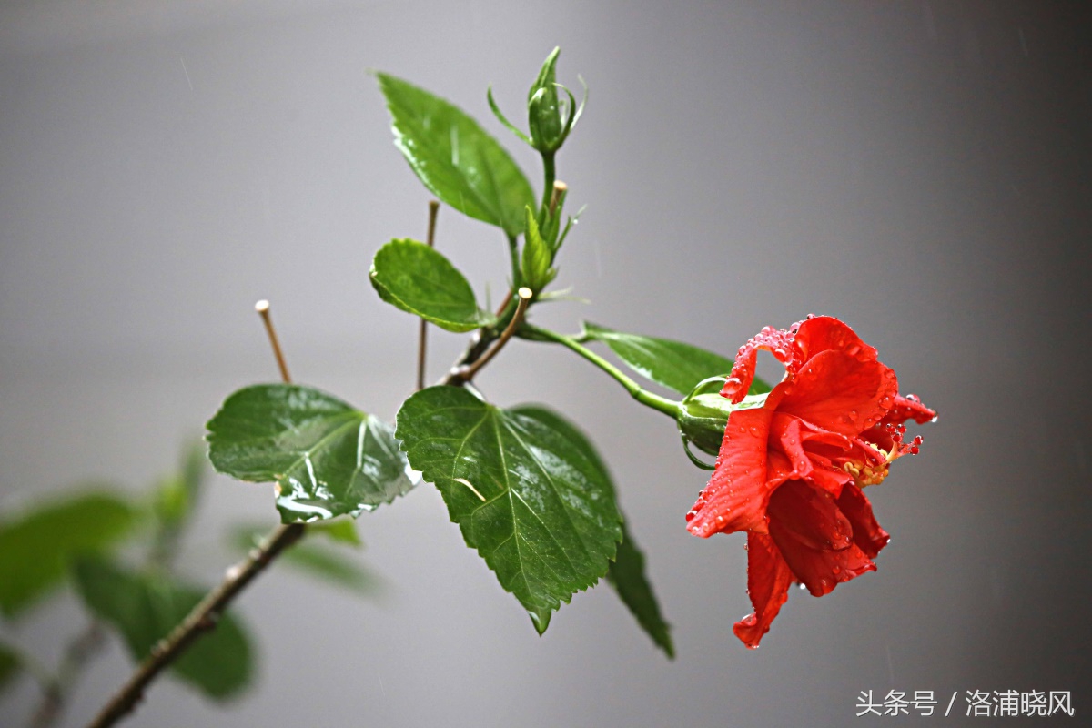 朱槿花开——每叹芳菲四时厌，不知开落有春风