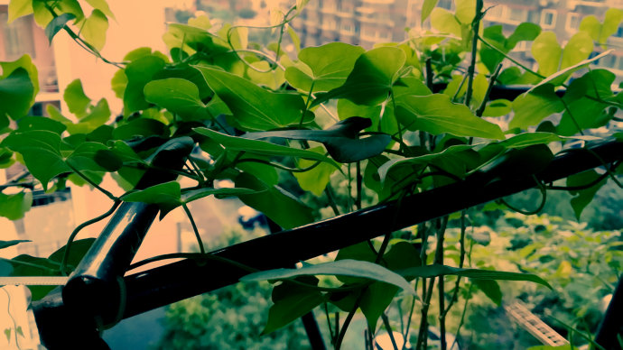 和夏天绝配的爬藤植物，遮阳好看满院香，做成拱门太美了