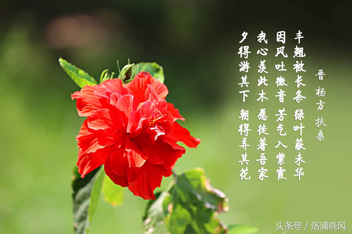 朱槿花开——每叹芳菲四时厌，不知开落有春风