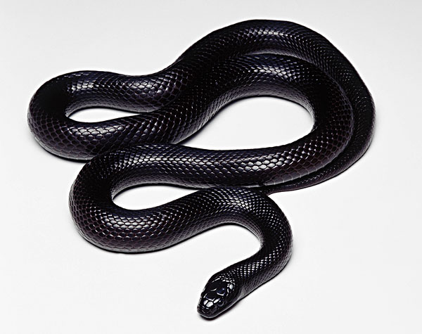 黑色蛇的种类图片