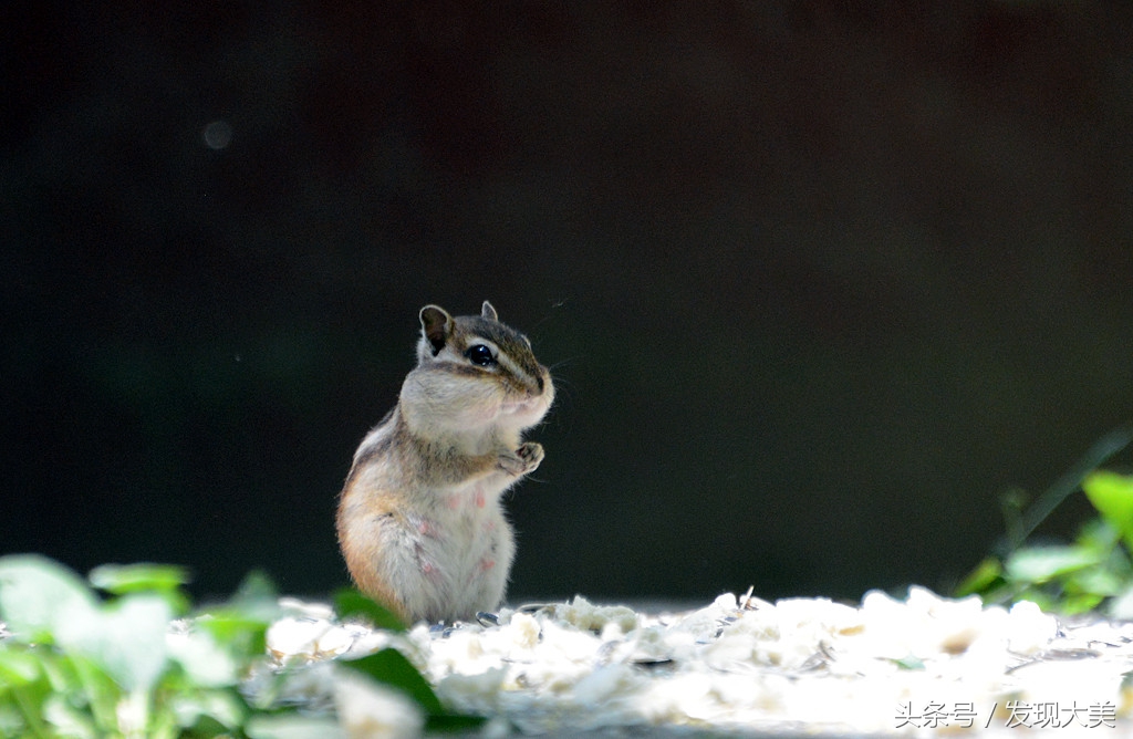 夏日里,树林中,有一群可爱的小松鼠