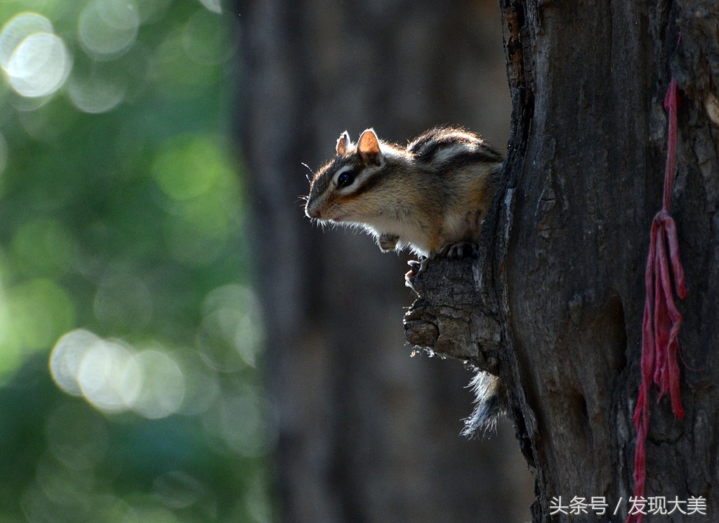夏日里,树林中,有一群可爱的小松鼠