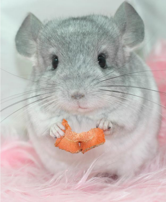 7月份身体将出现重大变故的生肖鼠,不可大意,一定注意啦!