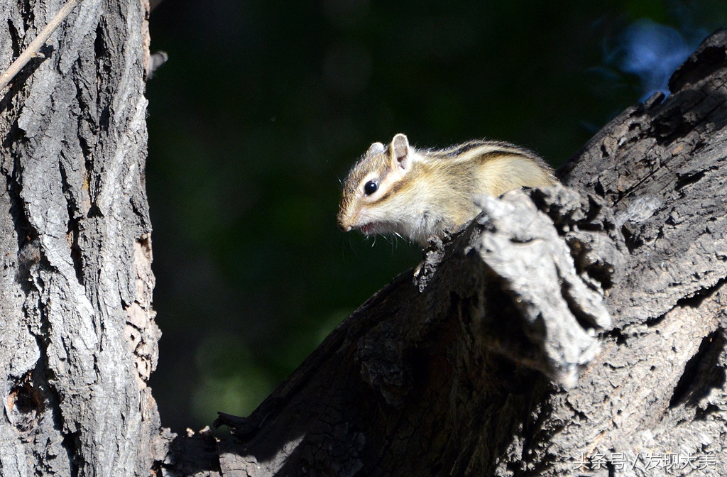 夏日里,树林中,有一群可爱的小松鼠
