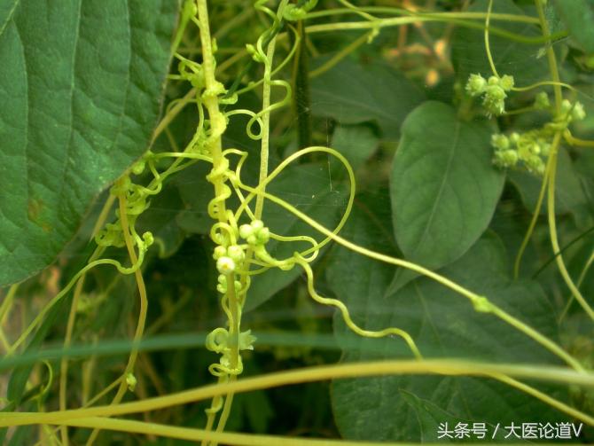 中国民间五个补肾壮阳植物，有的就在家门口，认识两个就算高手