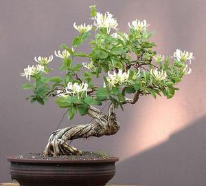 感冒了用这花泡水(感冒用什么花冲水喝)