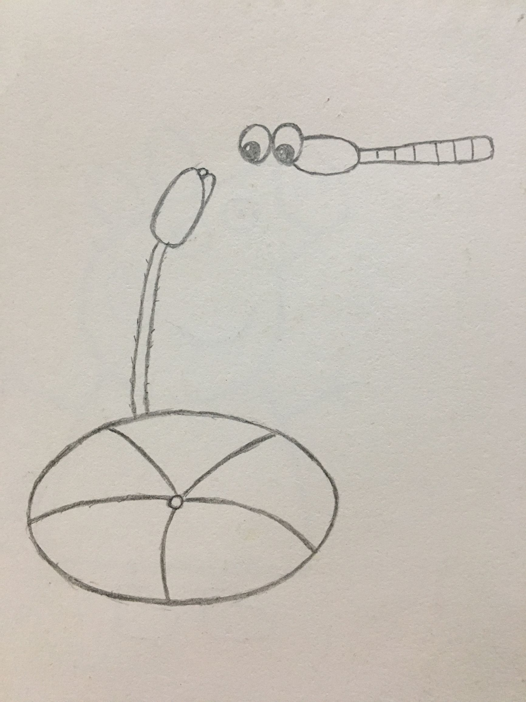 小荷才露尖尖角早有蜻蜓立上的画小荷才露尖尖角什么蜻蜓立上头