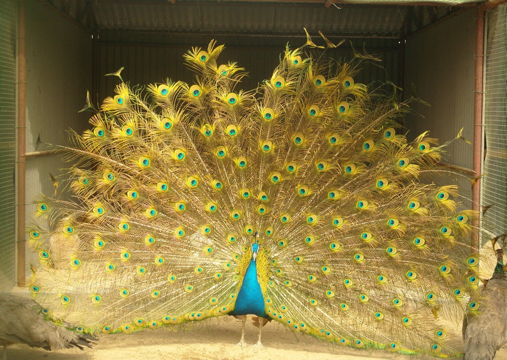 孔雀开屏什么意思(你见过孔雀开屏吗?