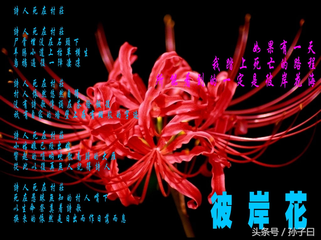 彼岸花海 【2007年至2010年】吾多年独爱一种花——彼岸花,读文字,寻