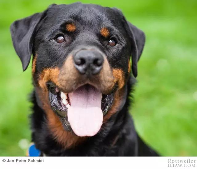 警卫犬(动物世界犬种-罗威纳犬)