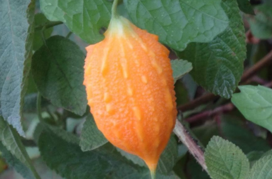 山土瓜功效与作用