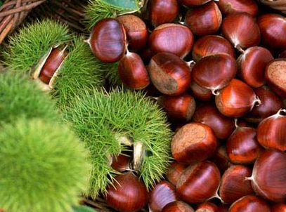 煮板栗要放盐吗 盐水煮板栗的做法