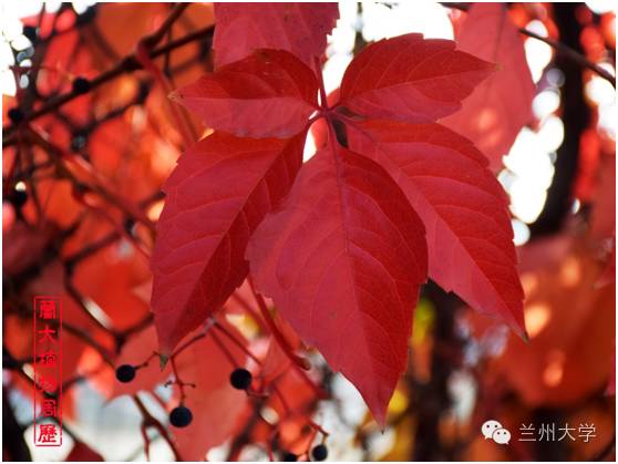 「兰大植物周历」五叶地锦，我就不信它没在秋季刷爆你的朋友圈！