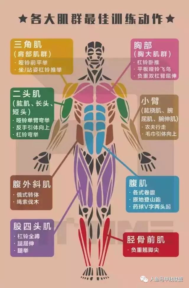 各大群肌訓練動作寶典~你值得擁有！