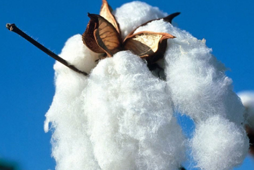 长绒棉是什么面料，长绒棉是什么面料和全棉有什么区别？
