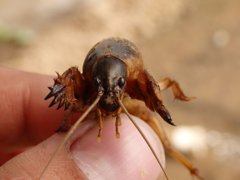 1,将蝼蛄油炸可治疗水肿,石淋,大小便不利,瘰疡,痈肿恶疮等病症.