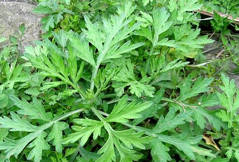 艾叶泡脚能减肥吗每天晚上用艾叶泡脚能减肥吗