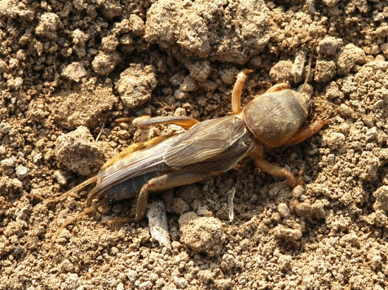 农村人都认识的"土狗",最难防治的地下害虫,却成了一道美食!