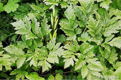 它善清上焦之火,有清热燥湿,泻火解毒之效,还可清胎热以安胎