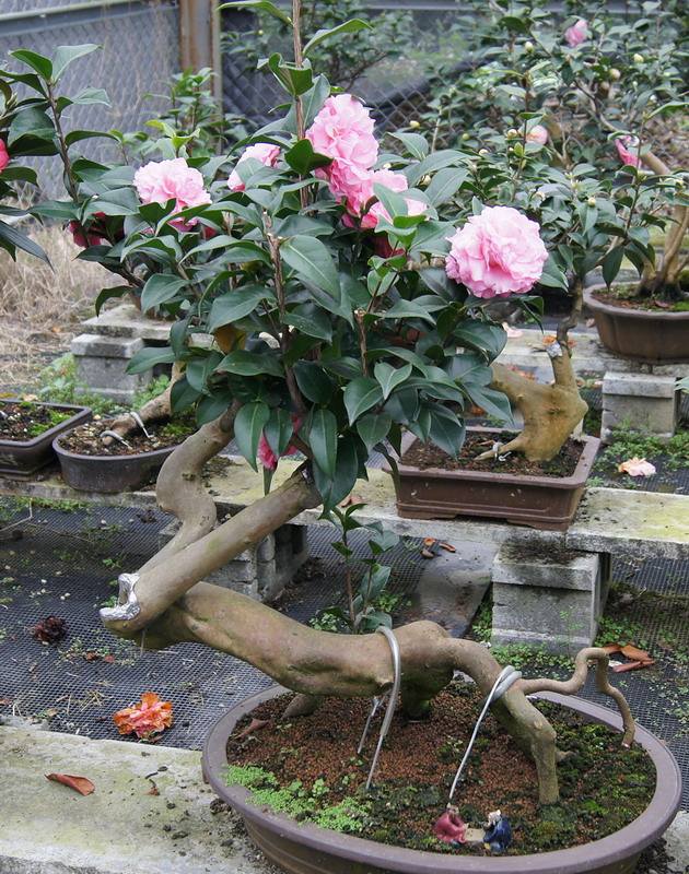 “十大名花”中老八-茶花的盆栽小技巧