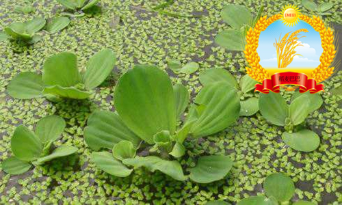 水稻百科:稻田里的水白菜特别多,什么药剂可有效治理?