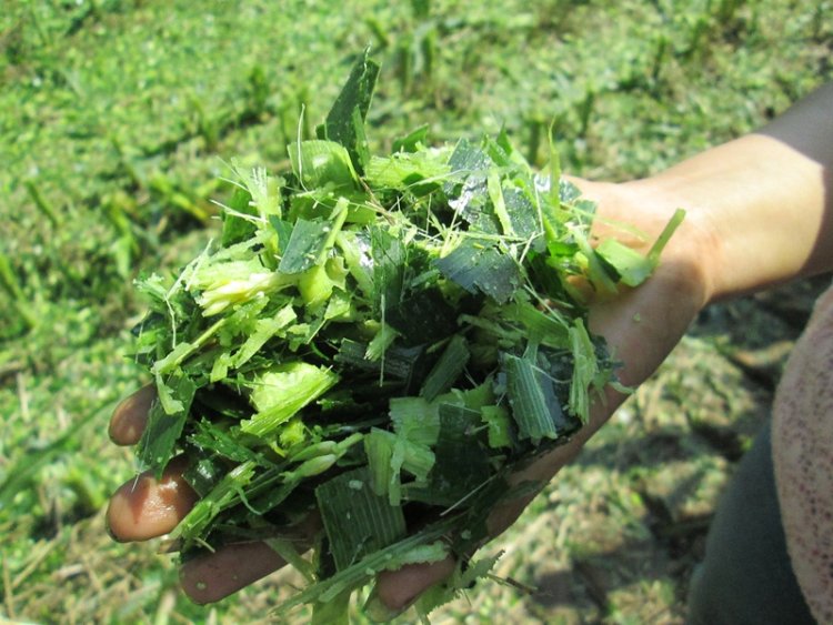 這款青飼料收獲機僅需29萬元，據(jù)說能賺的盆滿缽滿，你覺得呢？