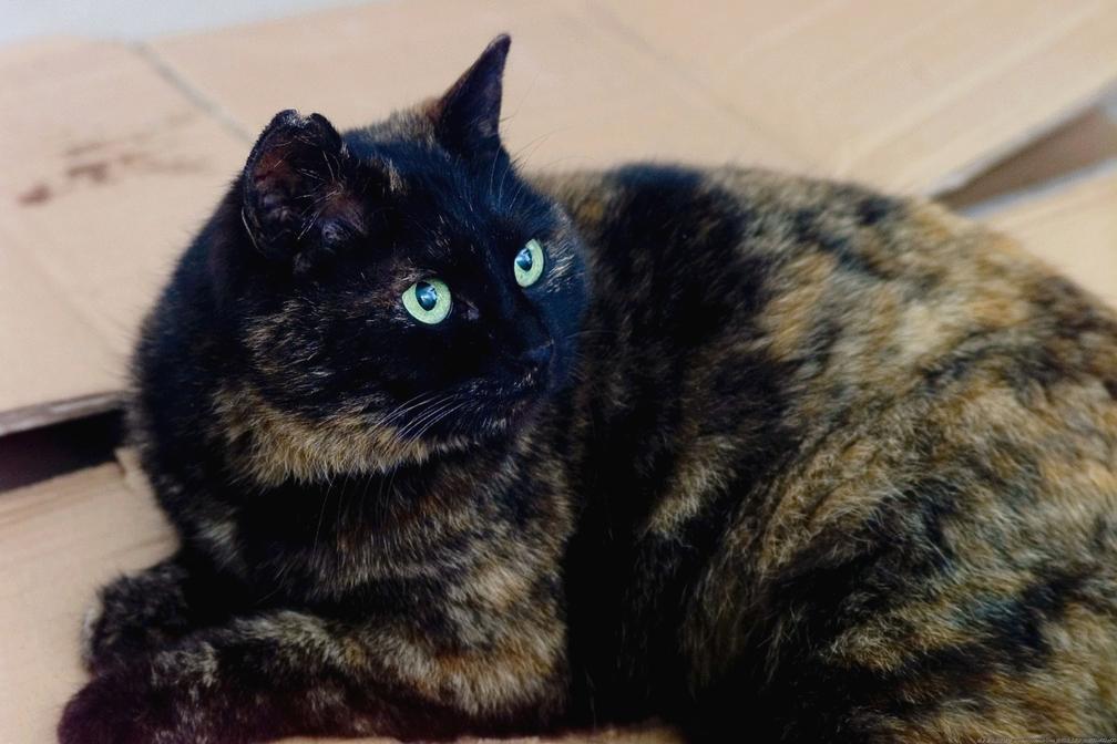 人不可貌相，猫却以毛色论英雄