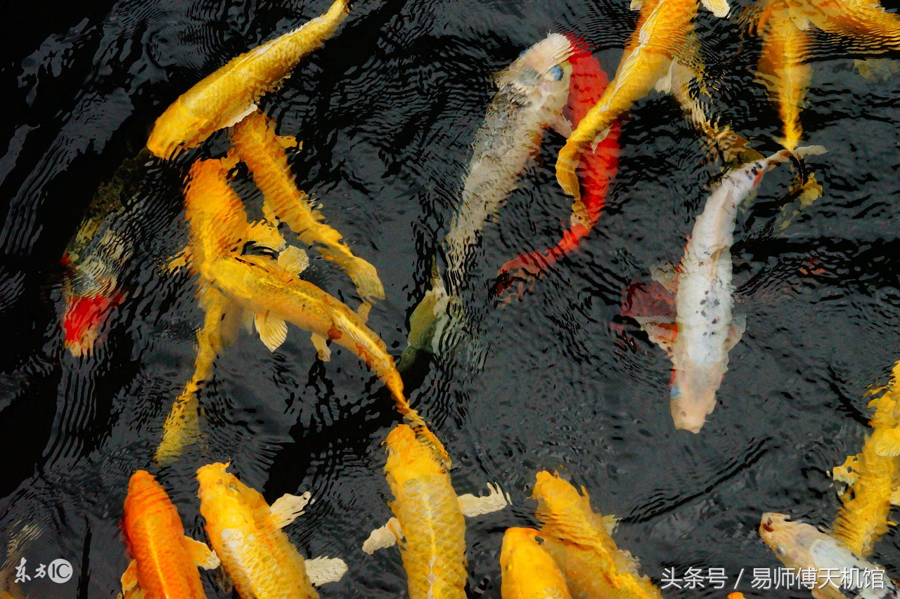 孕妇梦见好多鱼是什么意思_达一风水网