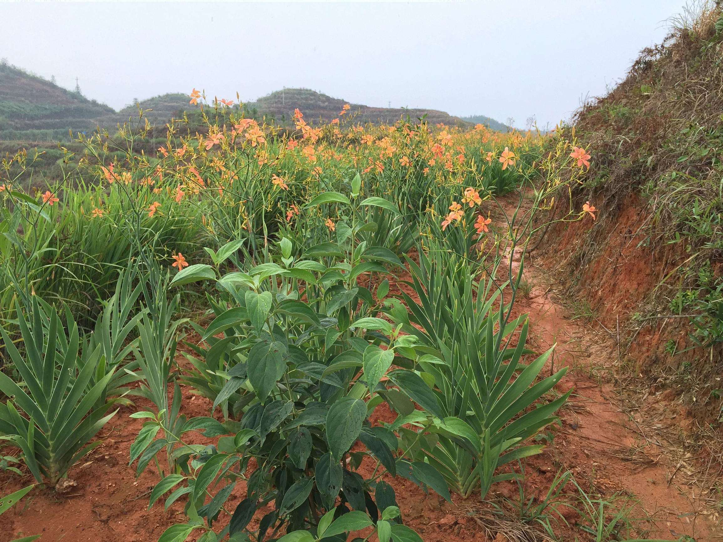 射干種植技術,射干種植技術及畝收益