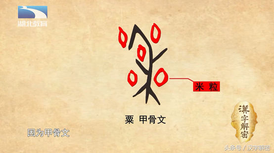 在商代甲骨文中,粟的字形非常有特点