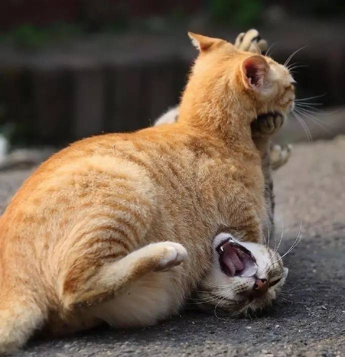 人不可貌相，猫却以毛色论英雄