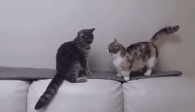 人不可貌相，猫却以毛色论英雄