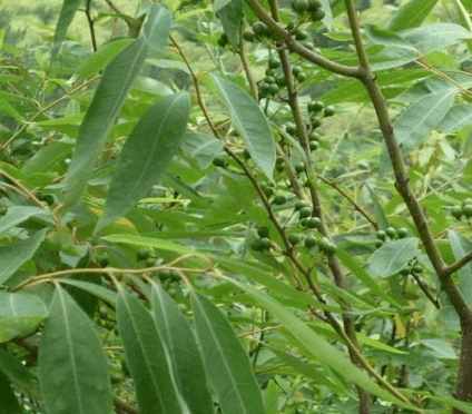 木香籽的功效与作用-我的快乐小窝