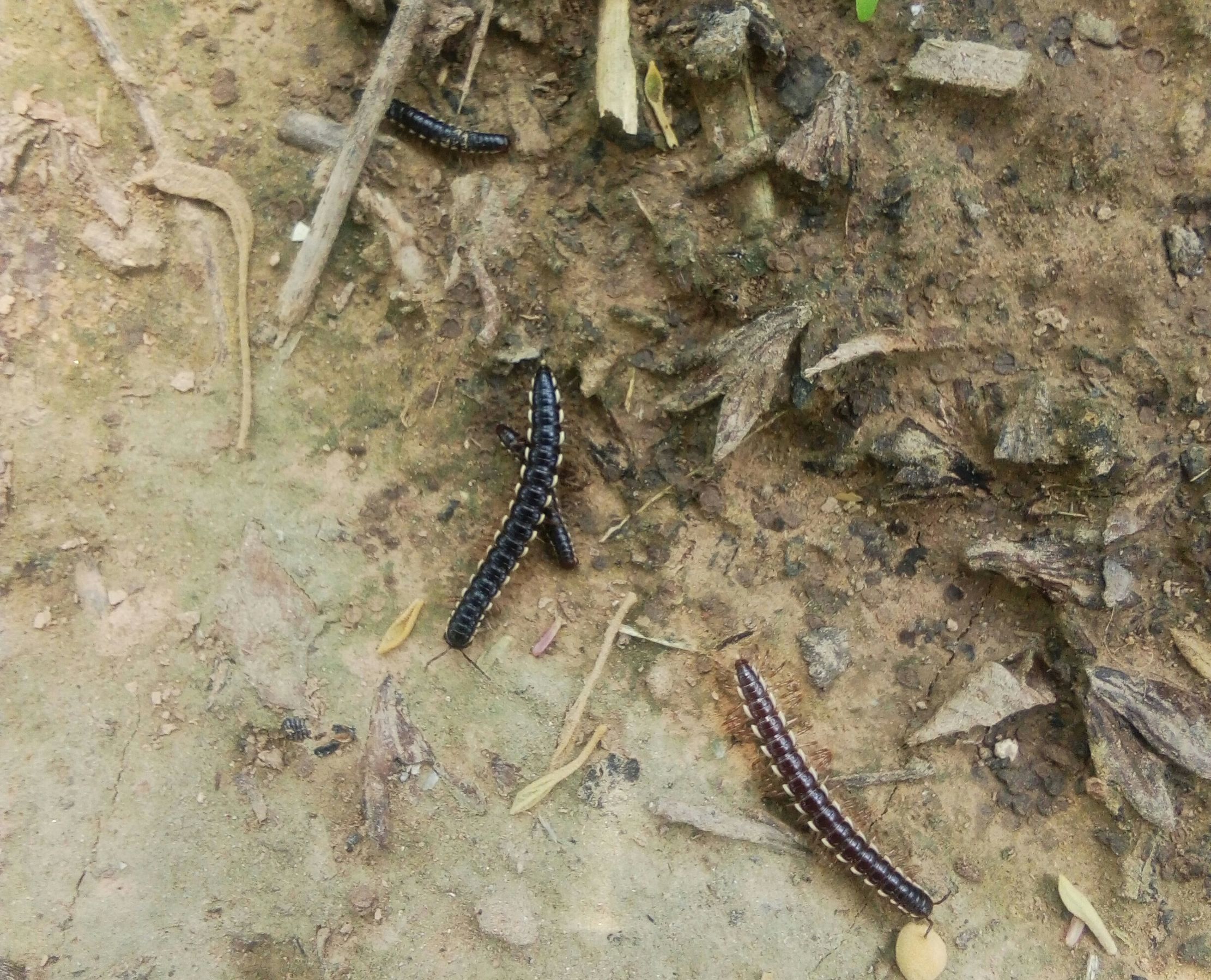 马陆虫危害植物吗?秋田用防治吗?