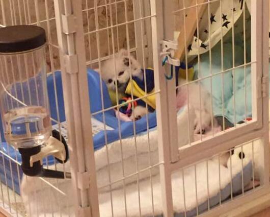 深圳的正规宠物医院汇总 这里的医生特良心