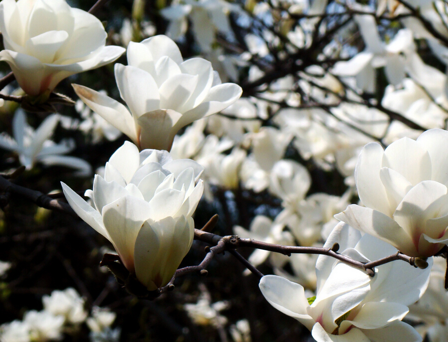 白玉兰花介绍（白玉兰花的生态习性与代表的寓意）