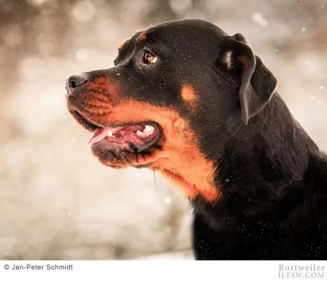 警卫犬(动物世界犬种-罗威纳犬)