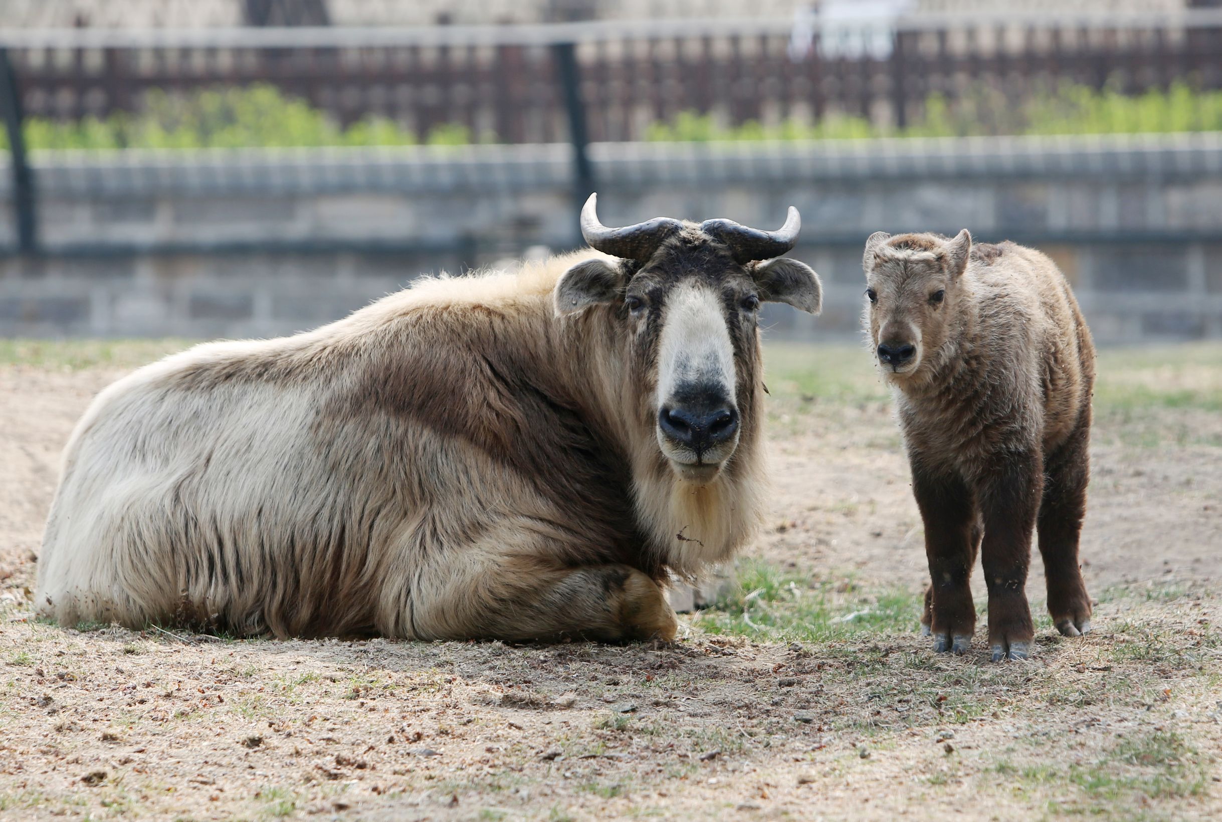 济南动物园金毛羚牛国宝幼崽与游客正式见面